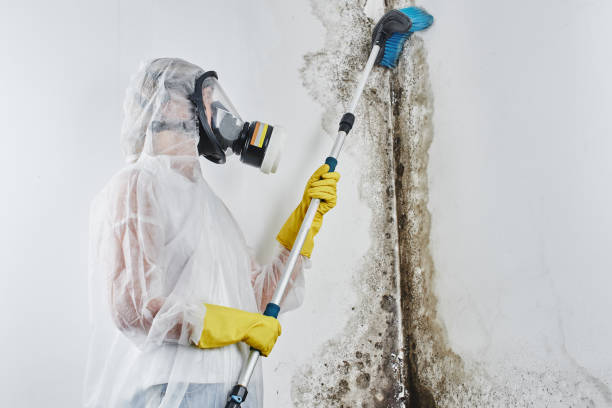 Mold Removal and Inspection in Greenville, MS