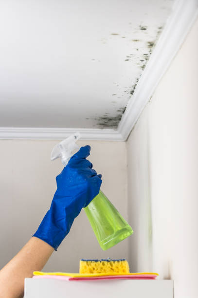 Best Mold Testing  in Greenville, MS